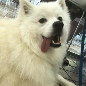 Meet your Posher, Paige